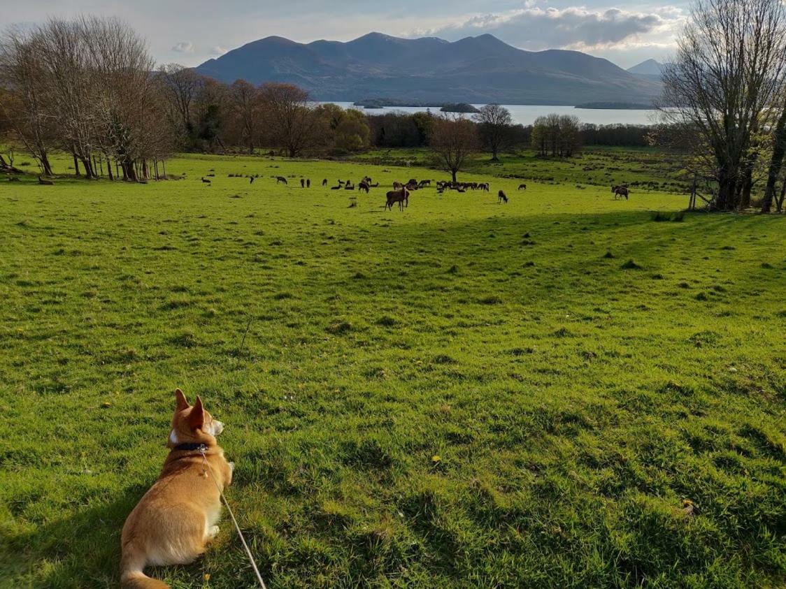 Acara B&B Killarney Eksteriør bilde